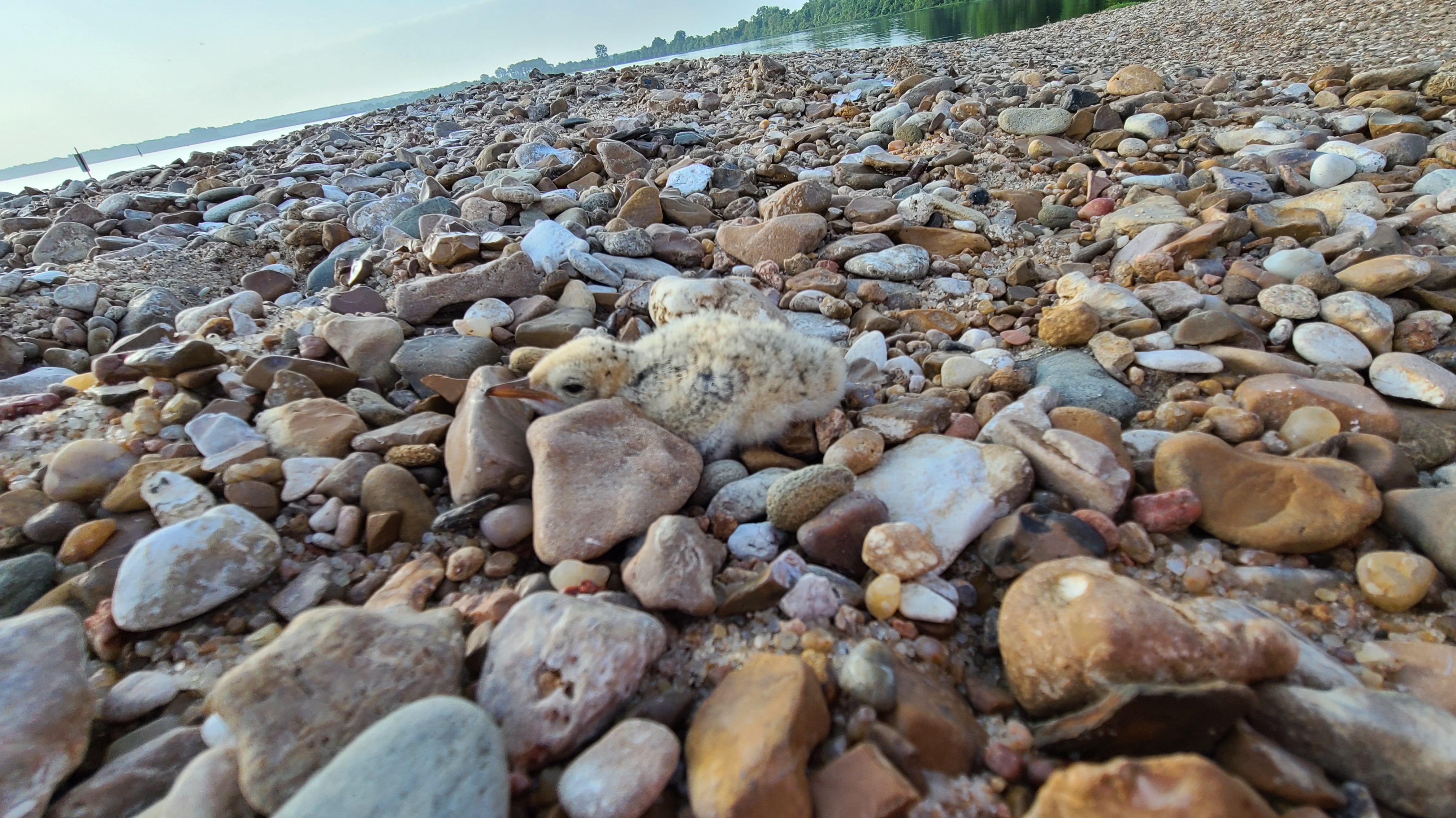 Interior Least Tern Chick