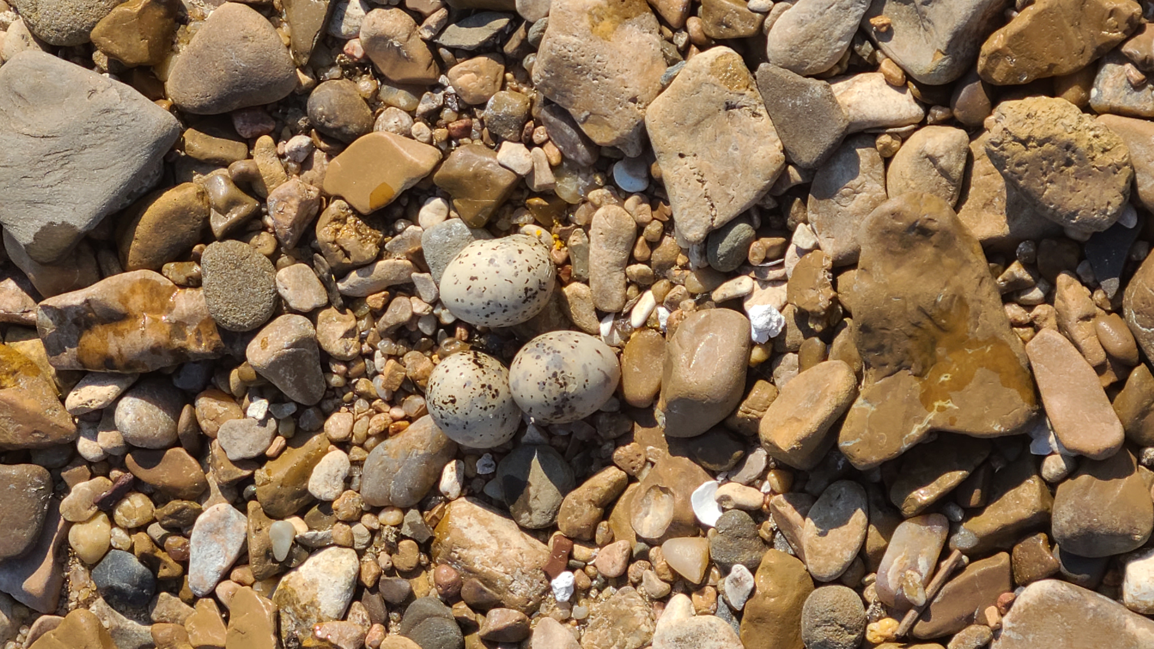 Interior Least Tern Nest on Rocks