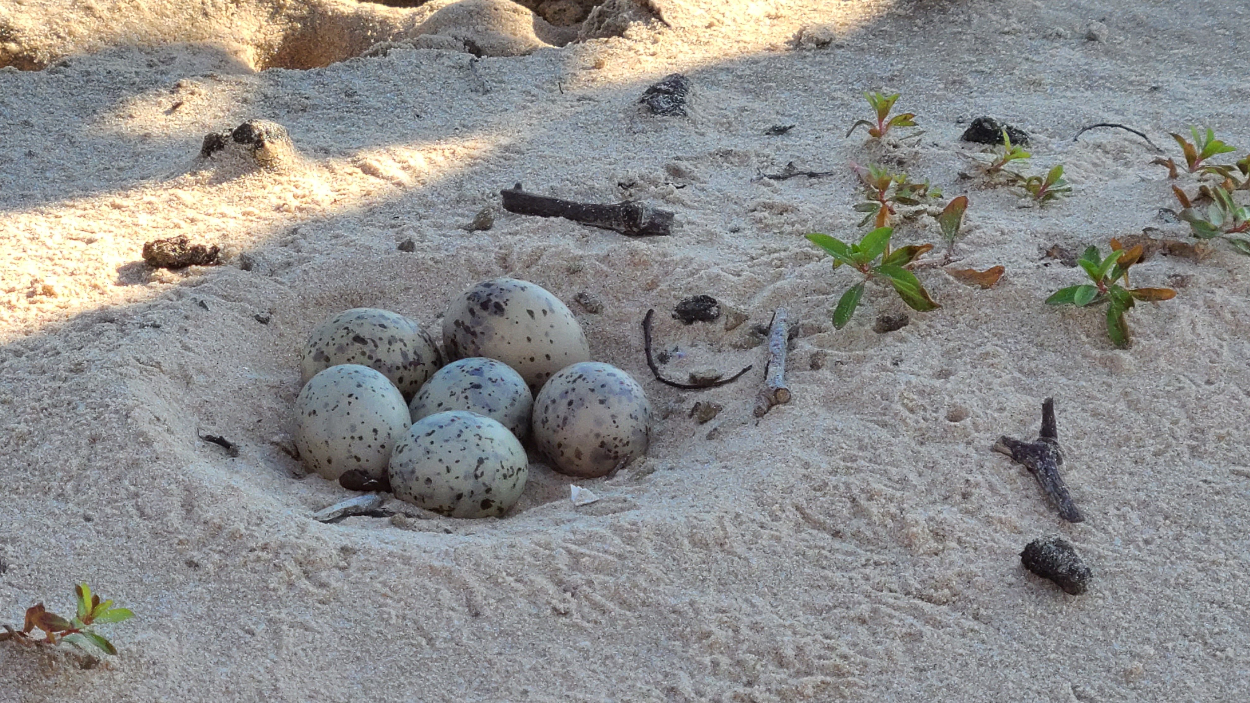 Interior Least Tern Nest on Sand